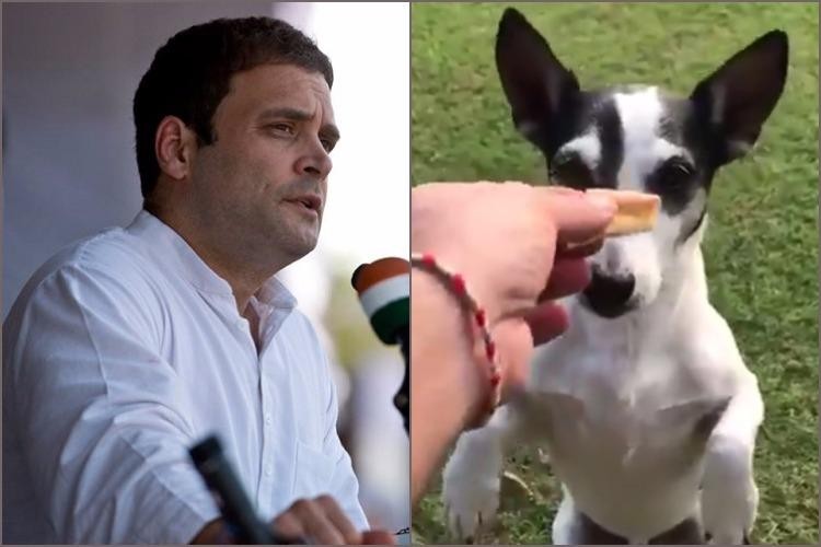 Rahul Gandhi Finally Reveals His ‘Genius’ Twitter Account Manager: It’s ‘Pidy’ His Dog