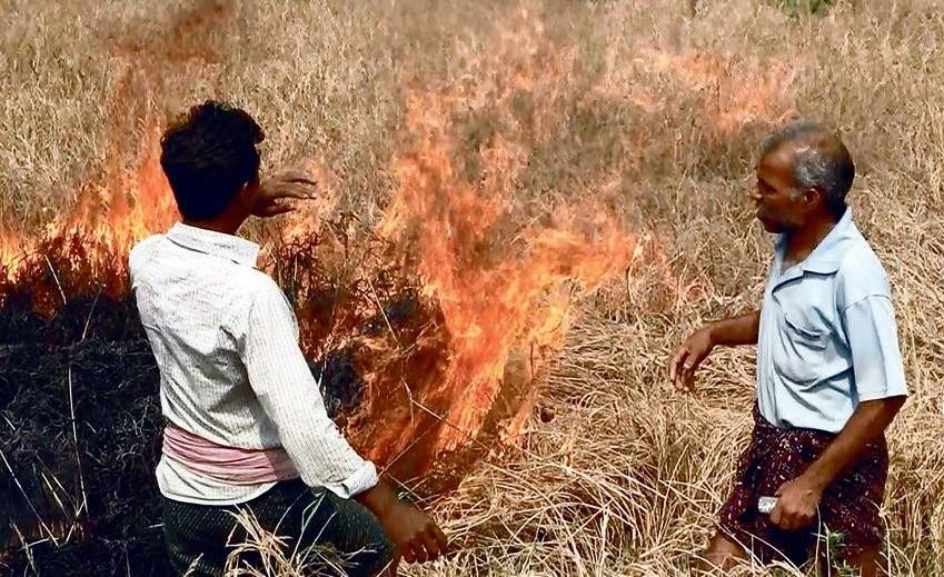 No compensation to Odisha farmers who burnt pest-infected paddy crop