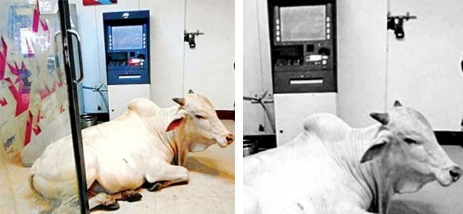 ATMs turned as cow shelters..!!