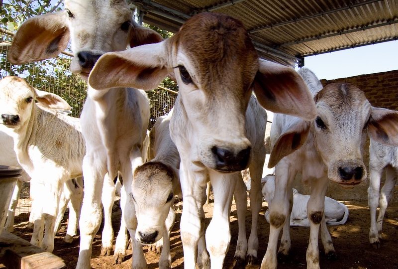 Madhya Pradesh: Muslim woman threatened by family for running cow shelter