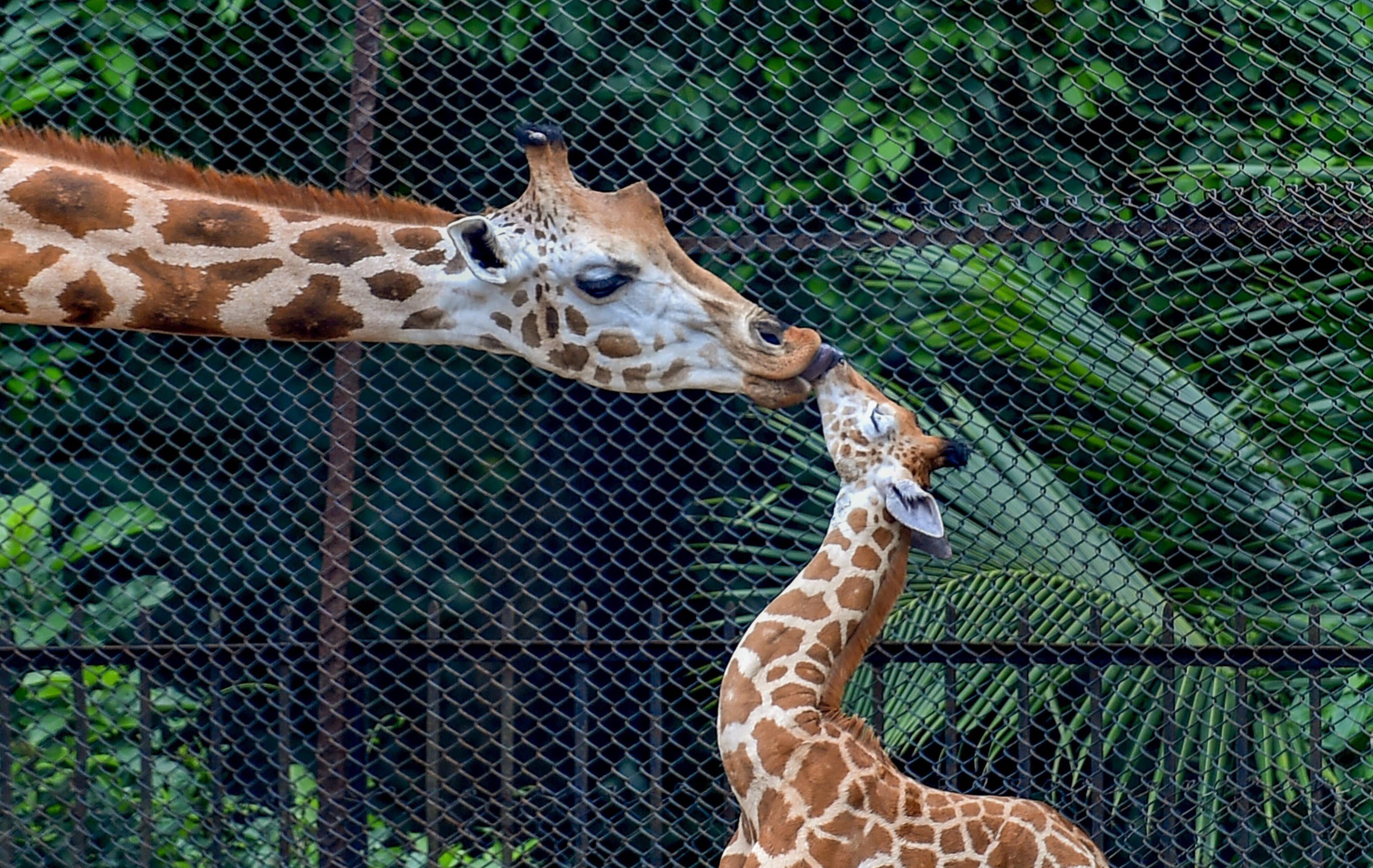 Hangout with animals, Kolkata's Alipur Zoo goes virtual