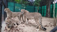 Mysuru zoo gets 3 cheetahs from South Africa