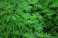 Marijuana use may impair female fertility: Study