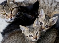 Cats can infect each other with coronavirus: Study