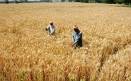 Wheat worth Rs 607 crore damaged in Punjab: CAG