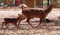 Hog deer meat seized in Pilibhit, three held