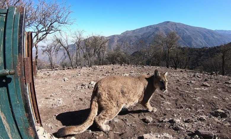 Puma found roaming Chilean capital during COVID-19 curfew