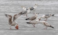 Birds flock Peru beaches amid absence of humans