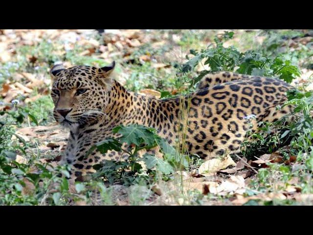 Leopard spotted in Chandigarh amid lockdown