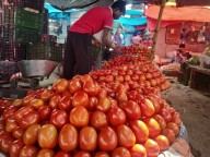 Tomatoes selling below Re 1 per kg in Delhi wholesale markets