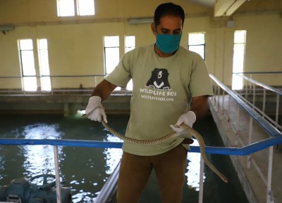 Snake enters water treatment plant to beat the heat