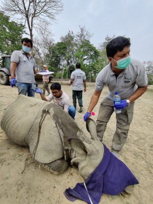 Rhino calves rescued during floods in Kaziranga to move to Manas Tiger Reserve