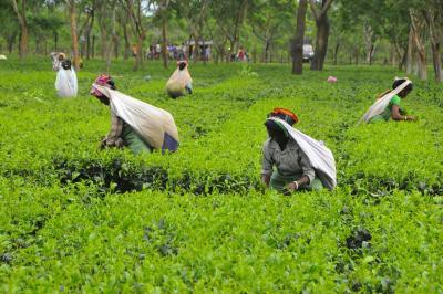 Tea crop prospect looks bleak in Assam, Bengal: Industry body