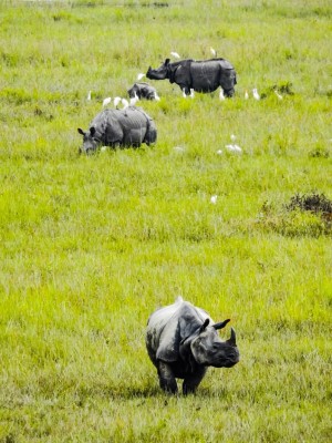 Despite pandemic, Kaziranga attracts 2 lakh tourists in 6 months