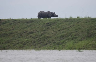 Two rhinos enter Assam village, one captured