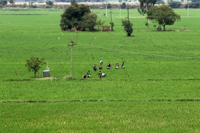 TN farmers shed tears as wild boars feast on crops