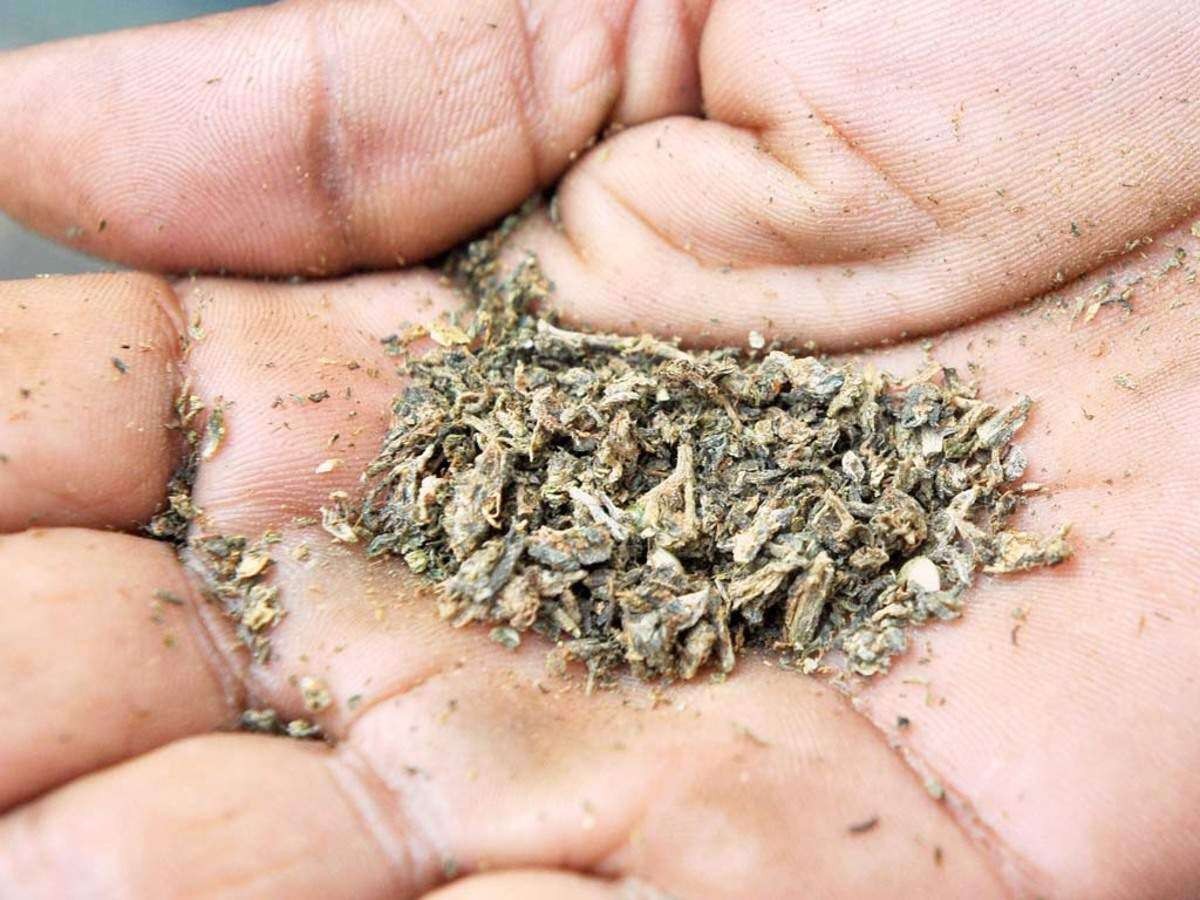 Puducherry police crackdown on ganja menace, to invoke Goonda Act on peddlers, users