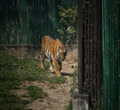 TN to provide housing sites to tribals in Anamalai Tiger Reserve