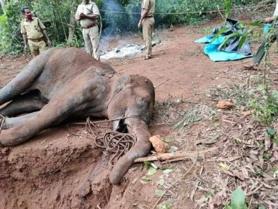 SIT to commence probe on TN elephant deaths from May