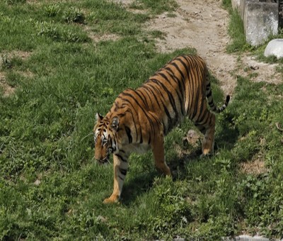 No resident tigers in Goa, hence no question of tiger reserve: Forest Minister