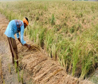 Rain fury: Farmers in TN's Tiruchi stare at heavy losses as crops sumberged