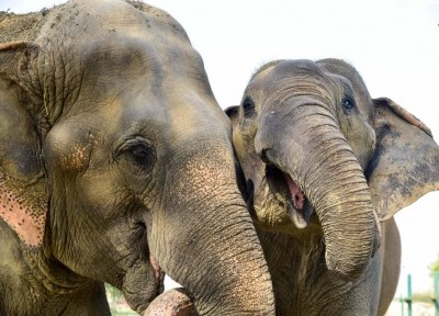 Tangedco to submit report on wild elephant electrocution before Madras HC