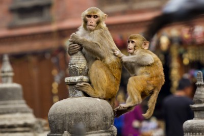 7 held for killing 38 monkeys in Karnataka's Hassan