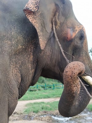 2 female elephants electrocuted in Assam