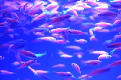 TN to set up trade centre for ornamental fish in Chennai