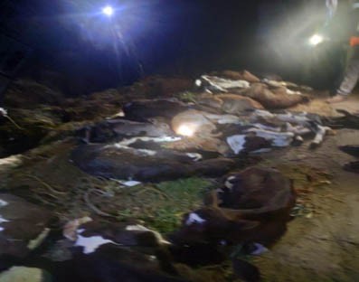 18 calves death case: 10 arrested in Karnataka's Hassan