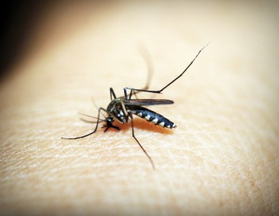 Malaria parasite elements in focus for hints into alternative drug targets