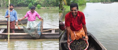 CMFRI's effort helps boost clam production in Vembanad Lake