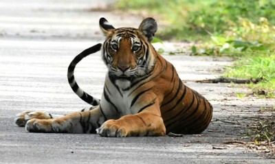 SC bars private buses from core area of Corbett Tiger Reserve