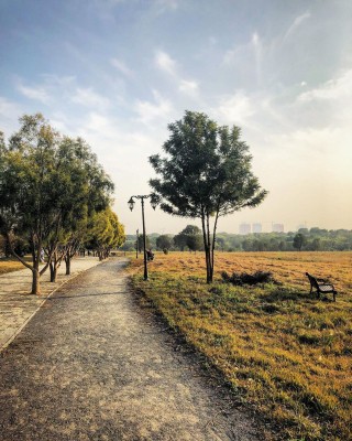 Hyderabad recognised as Tree City of the World