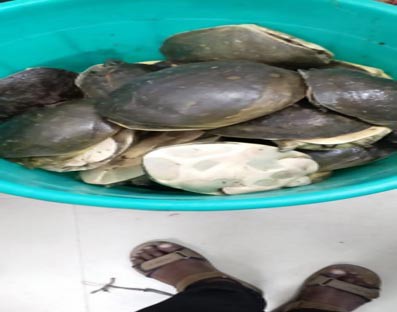 235 rare species of turtles recovered in Guwahati