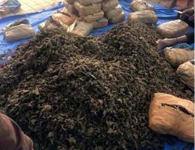 Odisha police seize Rs 75 lakh cash from ganja peddler's house