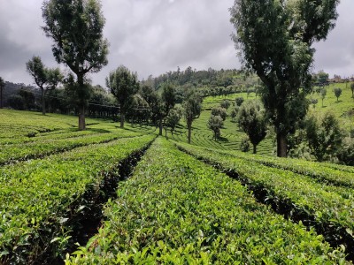 Prolonged Russia-Ukraine war likely to hurt India's tea exports, dent its prices