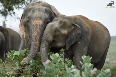 TN forest officials arrest 2 for killing wild elephant