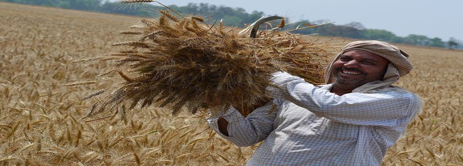 Cabinet nod for making PM crop insurance scheme voluntary