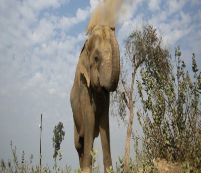 Man-animal conflict in Kerala takes 10th life as elephant tramples farmer