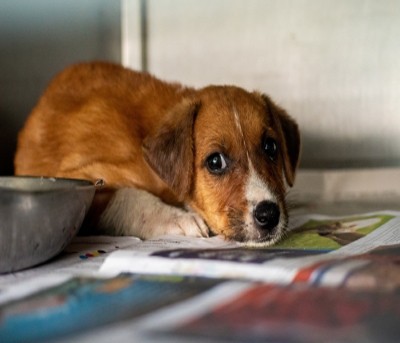 Delhi: Angry over dog's barking, man assaults pet, its owner & 2 others