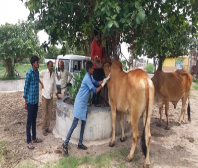 'Adequate stock of vaccine to address lumpy virus in Gujarat'