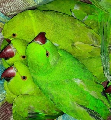 TN Forest Department rescues illegally held parakeets following PETA India complaint