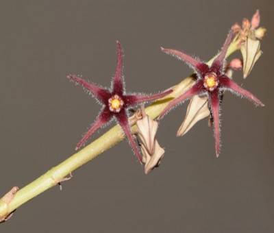 Presumed extinct plant species rediscovered after 188 years in Himachal