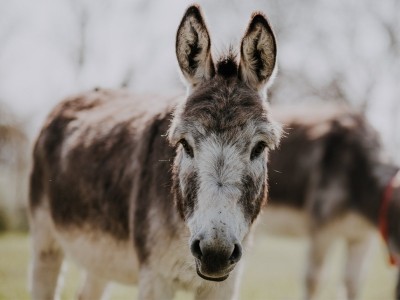 Africa's donkeys being slaughtered for Chinese medicine: Report