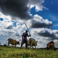 Rain scarcity posing threat to crop production in Bengal