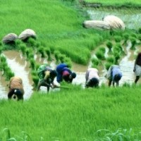 Though down, Kharif sown area to pick up: Bank of Baroda