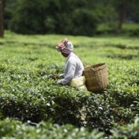 Acute fund crunch forces TN tea plantation corporation to halve cultivation