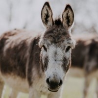 Africa's donkeys being slaughtered for Chinese medicine: Report