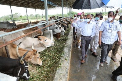 Palamaner 'goshala' to be developed as hub for 'desi' cow breeds: TTD